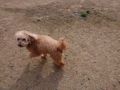 f:id:roukenhome-ann:20190419184826j:plain