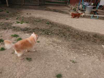 f:id:roukenhome-ann:20190419185138j:plain