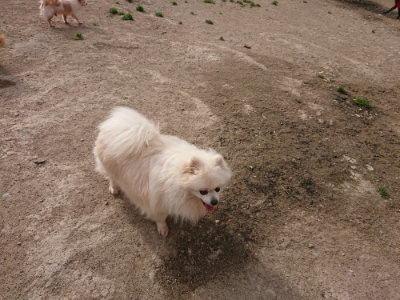 f:id:roukenhome-ann:20190419185245j:plain