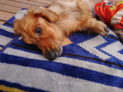 f:id:roukenhome-ann:20190419185722j:plain