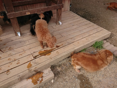 f:id:roukenhome-ann:20190419185851j:plain