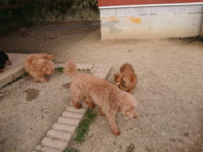 f:id:roukenhome-ann:20190419190022j:plain