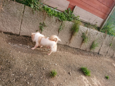 f:id:roukenhome-ann:20190419190054j:plain