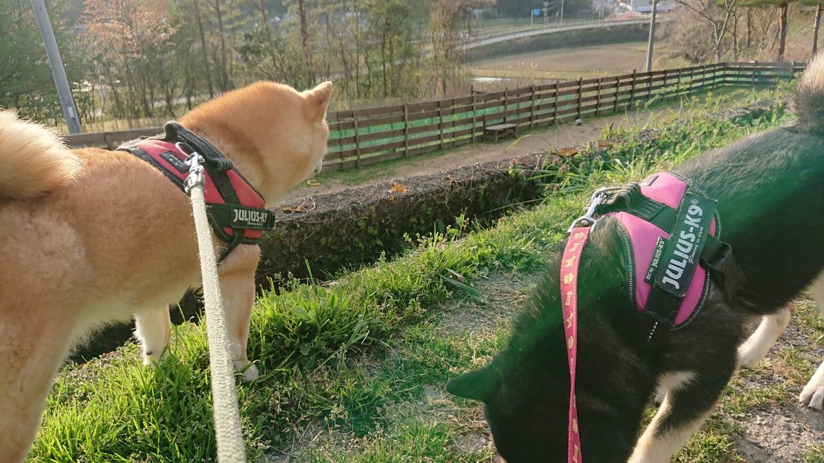 f:id:roukenhome-ann:20190419190513j:plain