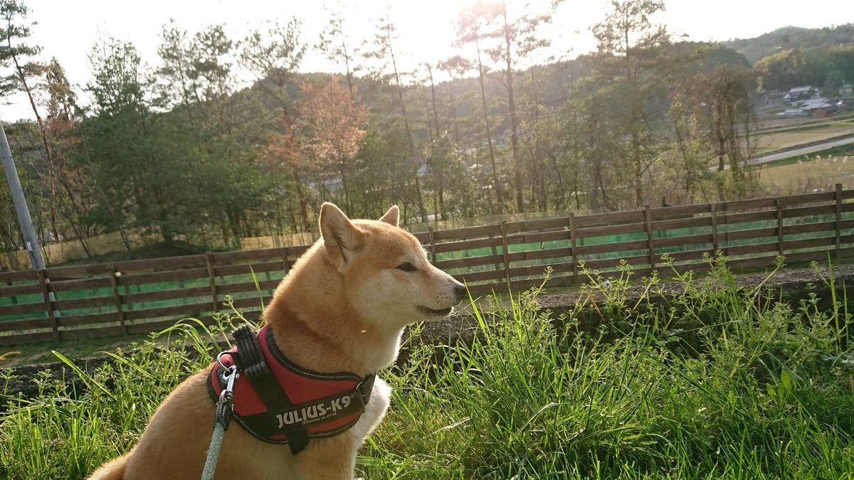 f:id:roukenhome-ann:20190419190537j:plain