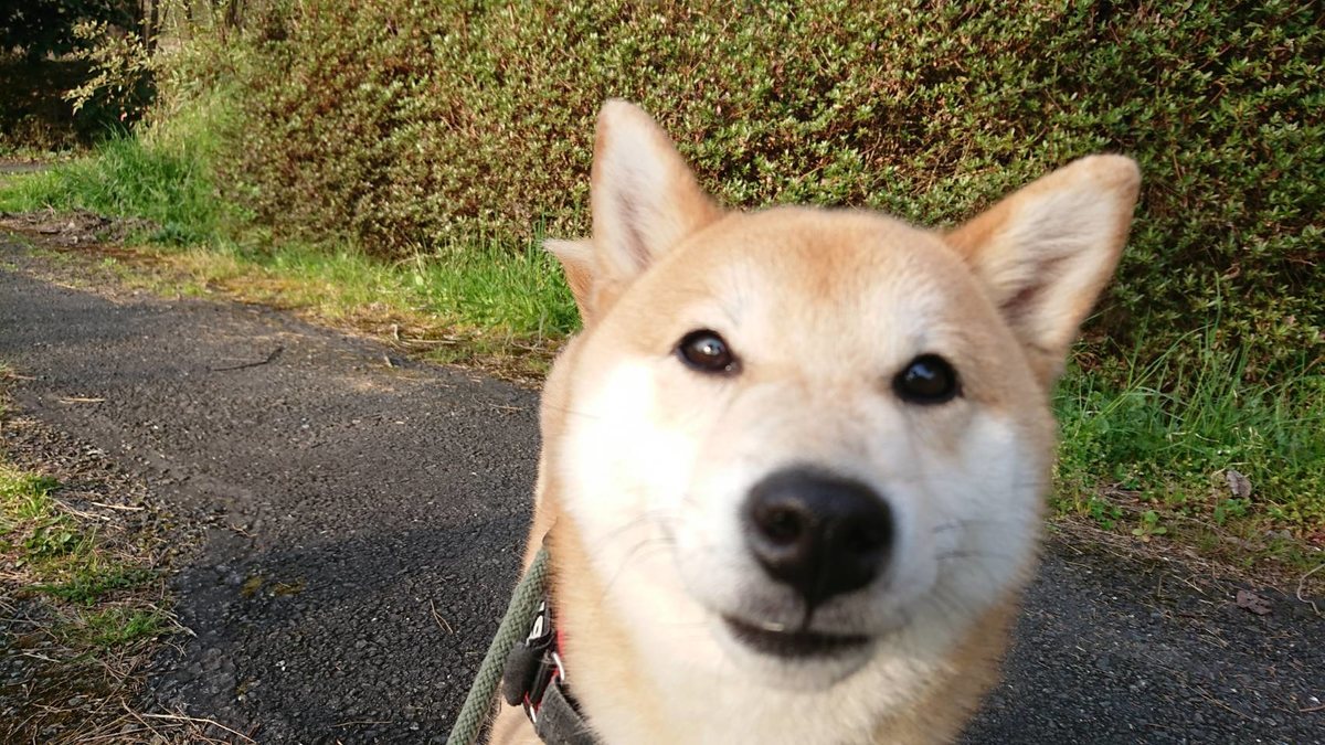 f:id:roukenhome-ann:20190419190543j:plain