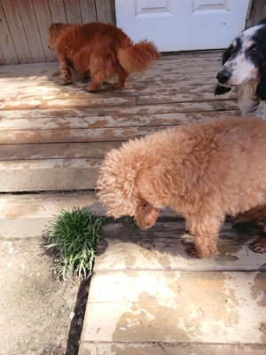f:id:roukenhome-ann:20190420181132j:plain