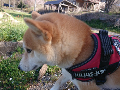 f:id:roukenhome-ann:20190420181246j:plain