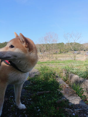 f:id:roukenhome-ann:20190420181751j:plain