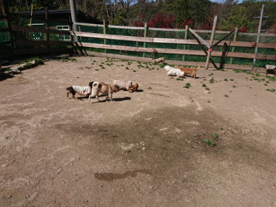 f:id:roukenhome-ann:20190420183042j:plain