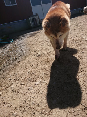 f:id:roukenhome-ann:20190420183741j:plain