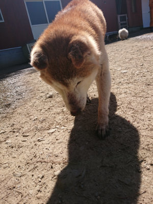 f:id:roukenhome-ann:20190420183814j:plain