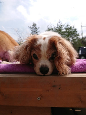 f:id:roukenhome-ann:20190421203129j:plain