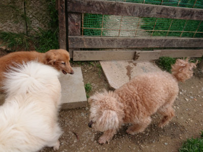 f:id:roukenhome-ann:20190421203134j:plain