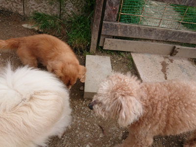 f:id:roukenhome-ann:20190421203140j:plain