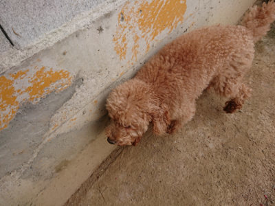 f:id:roukenhome-ann:20190421203451j:plain