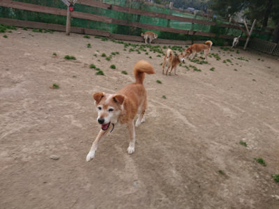 f:id:roukenhome-ann:20190421210634j:plain