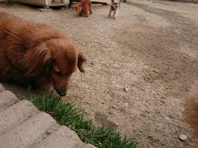 f:id:roukenhome-ann:20190421210652j:plain