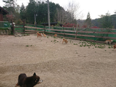 f:id:roukenhome-ann:20190421210744j:plain