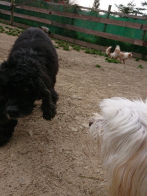 f:id:roukenhome-ann:20190421210857j:plain