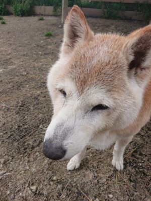 f:id:roukenhome-ann:20190421211607j:plain