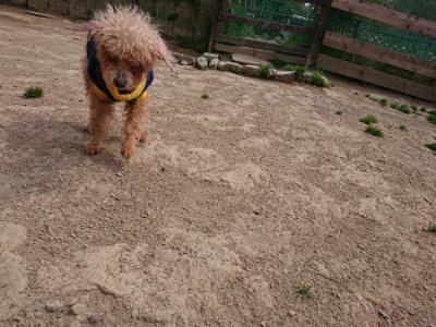 f:id:roukenhome-ann:20190421211618j:plain