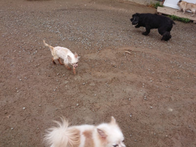 f:id:roukenhome-ann:20190427053536j:plain