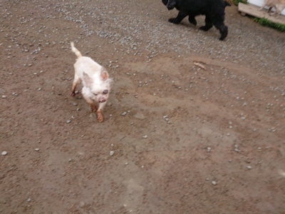 f:id:roukenhome-ann:20190427053541j:plain