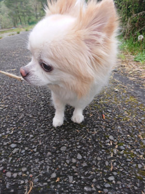 f:id:roukenhome-ann:20190427080804j:plain