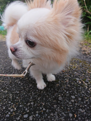f:id:roukenhome-ann:20190427080808j:plain