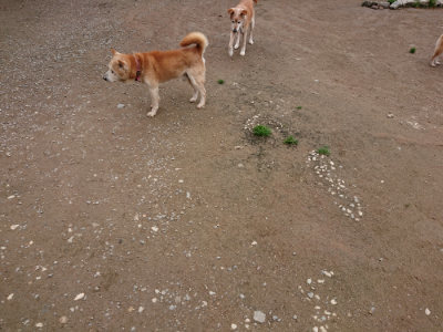f:id:roukenhome-ann:20190427080933j:plain