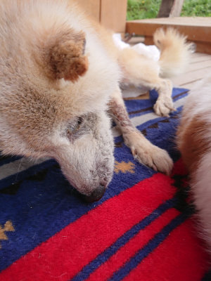 f:id:roukenhome-ann:20190427081200j:plain