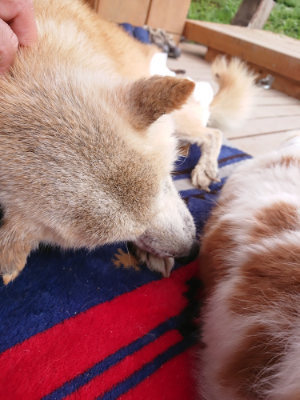 f:id:roukenhome-ann:20190427081204j:plain