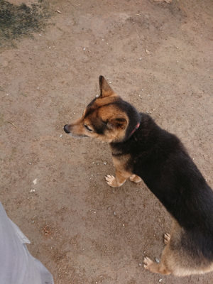f:id:roukenhome-ann:20190427081223j:plain