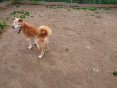 f:id:roukenhome-ann:20190427081228j:plain