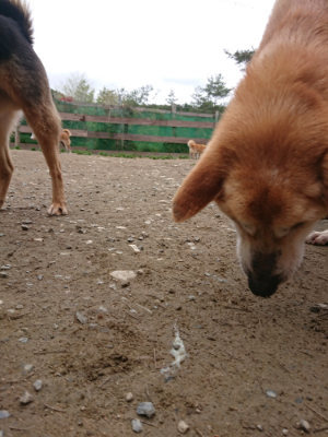f:id:roukenhome-ann:20190427081239j:plain