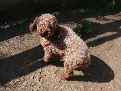 f:id:roukenhome-ann:20190427202836j:plain