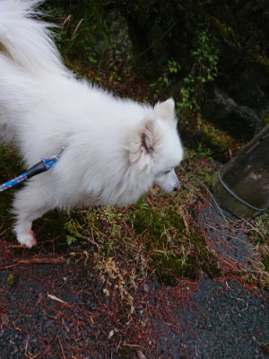f:id:roukenhome-ann:20190427203413j:plain