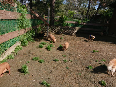 f:id:roukenhome-ann:20190428052623j:plain