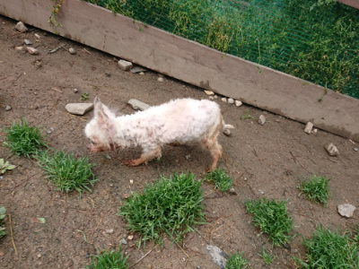 f:id:roukenhome-ann:20190428053147j:plain
