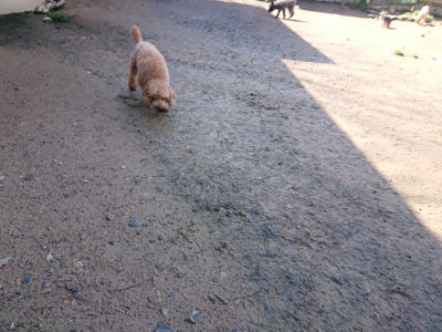 f:id:roukenhome-ann:20190428053848j:plain
