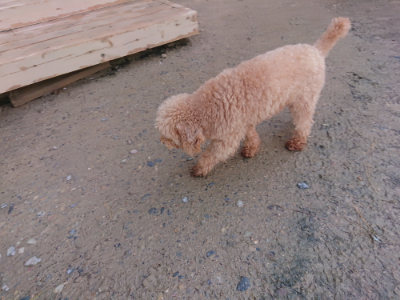 f:id:roukenhome-ann:20190428053858j:plain