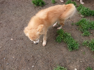 f:id:roukenhome-ann:20190428054002j:plain