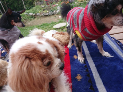 f:id:roukenhome-ann:20190428054028j:plain