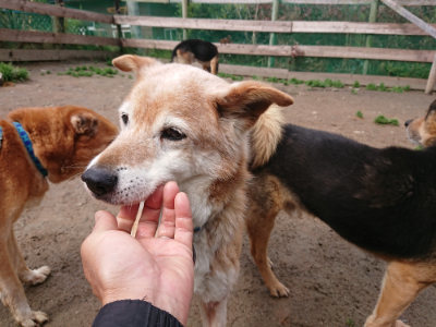 f:id:roukenhome-ann:20190428054046j:plain