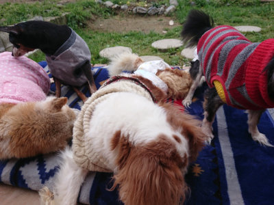 f:id:roukenhome-ann:20190428054101j:plain