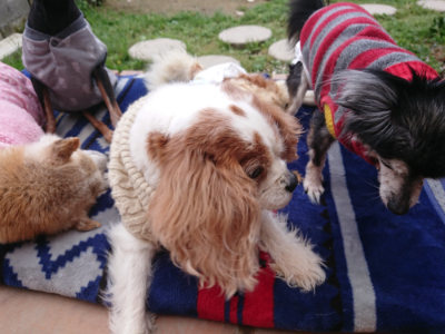 f:id:roukenhome-ann:20190428054119j:plain