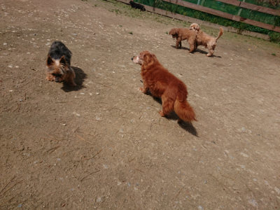 f:id:roukenhome-ann:20190429071704j:plain