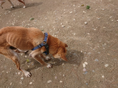 f:id:roukenhome-ann:20190429072131j:plain f:id:roukenhome-ann:20190429072131j:plain