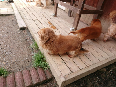 f:id:roukenhome-ann:20190429072508j:plain f:id:roukenhome-ann:20190429072508j:plain